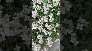 Арабіс рожевий (Резуха) #arabis#квіти