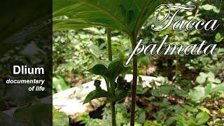 Payungan (Tacca palmata) - part 3