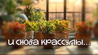 И снова крассулы...