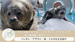 2024年3月9日 北海道産いきもの保全プロジェクト　コラボインスタライブ　旭山動物園×登別マリンパークニクス