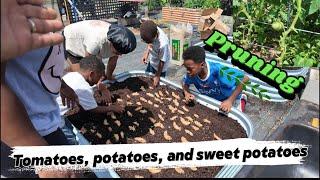 Tomatoes , Potatoes , and Sweet Potatoes 
