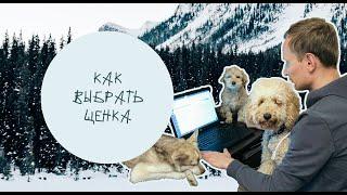 Как выбрать щенка? На что нужно обращать внимание при выборе щенка любой породы.