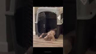 Funniest Dogs And Cats Videos 2022 - Best Funny Animal Videos 2023  unexpected things