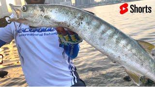 How To Catch Barracuda Fish | Best Lure for Barracuda Fish | Yellow Tail Barracuda from Dubai Canal