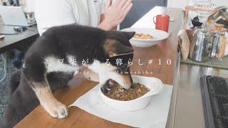 豆柴のモーニングルーティン【Mameshiba's Morning Routine】