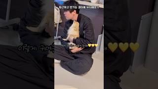 퇴근하고 아빠 반기는 양갱이 무시해보기