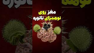 تاتوره دقیقا با مغز چیکار میکنه ؟ 
