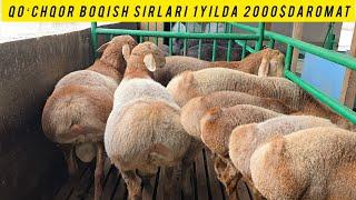 QOʻCHQOR BOQISHDA NIMALARGA ETIBOR BERISH KERAK FOYDALI VIDYO