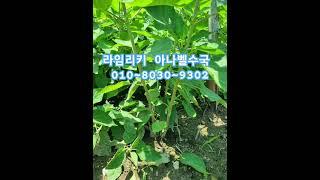 신품종  라임리키  아나벨수국 예약받습니다 #아나벨수국 #garden #수국 #나무심기 #스트롱아나벨#핑크아나벨수국