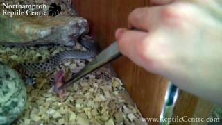 Western Hognose Snake Attack! Angry little hoggie just isn't hungry!