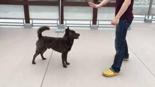 甲斐犬尾張乃陸　立って！　そのまま