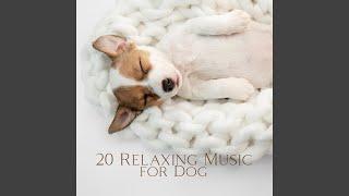 Music Therapy for Anxious Dogs