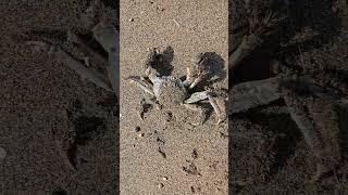 海アメも海サクラも駄目⁉️釣れたのは磯ガニ(笑)⁉️#がまかつ#サーモンロッド#延べ竿釣り#海釣り#北海道#磯ガニ