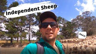 It's Time for Weaning! | Australian Sheep Farming