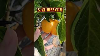 파프리카가 노랗게 잘 익었네요/노랑파프리카/텃밭 농사/5도2촌/강화도