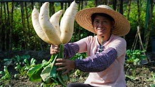 Rural Woman Harvests Radishes and Makes Traditional Radish Pickles