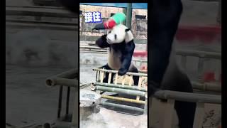 Top-tier panda claw machine skills! 인형 잡기의 고수, 판다 실력 대박! #둥이 #cute #funny #animals
