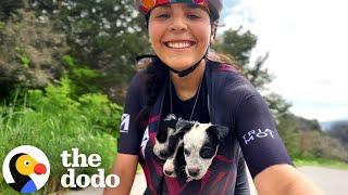 Friends On A Bike Ride Find A Litter Of Abandoned Puppies | The Dodo