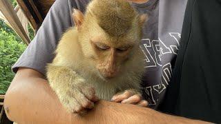 Adorable Zueii Monkey Grooming And Like Massage My Arms