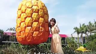 OKINAWA PINEAPPLE PARK | Family Friendly Destination
