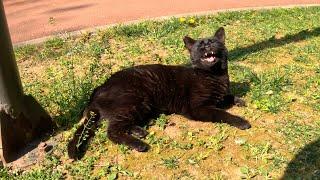 I met two very talkative stray cats in Istanbul