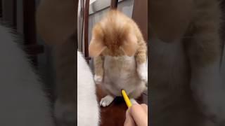 What Did This Cat Just Do 