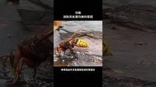 【每天一个新知识】消防员为什么要这样处理马蜂呢？ #科普 #冷知识