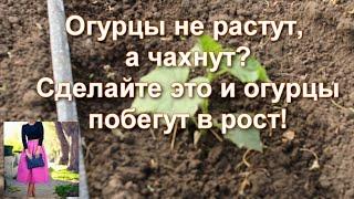 Даже самые худосочные огурцы оживают и бегут в рост! Сделайте это и собирайте огурцы ведрами!