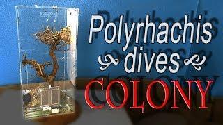 Mature Polyrhachis dives colony live on the top of a tree - ENGLISH SUBTITLE