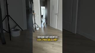 Почему у кота внезапно начинаются сумасшедшие забеги по квартире?️