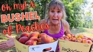 Peachy Keen: 6 Ways to Use a Bushel of Peaches