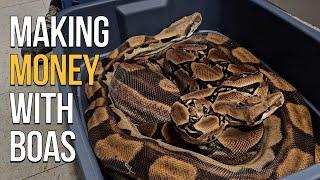 BREEDING BOA CONSTRICTORS FOR MONEY!!