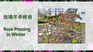 【养花·种菜】048 玫瑰冬季修剪 Rose Pruning in Winter 玫瑰冬季什么时候修剪？怎么剪？修剪后的工作。