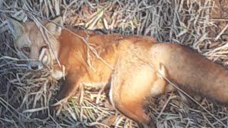 Trapping Red Fox