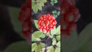 Женьшень на грядке 14 июля 2024 г Белгородская обл #женьшень #ginseng #сад #дача #огород  #인삼씨앗
