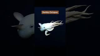 Weirdest Deep-Sea Creatures