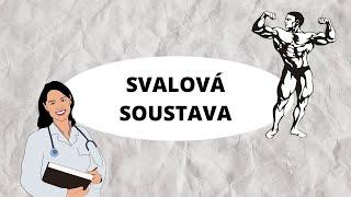 SVALOVÁ SOUSTAVA - Dělení svalů