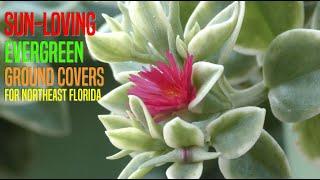 Sunloving Evergreen Ground Covers for Northeast Florida