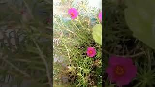 soil mix for portulaca #gardening #plants #portulaca #flowers #garden #ytshorts