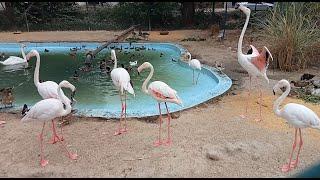 American Flamingo bird sound, Call  and noise | Most Expensive Bird | Flamingos | HalfMoonBeach