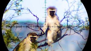 The Best Monkey & Baboon Hunting Compilation on YouTube - 88 Shots in 4K!