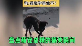 盘点萌宠成精的搞笑瞬间，为什么说人类已经无法阻止动物成精？