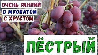 Виноград Беларуси!  Очень ранняя , с хорошим мускатом  , красивая вкусная с хрустом ягода.