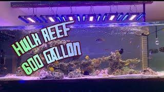 EPIC SALTWATER REEF TANK! THE HULK REEF 600 GALLOn!