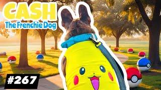 French Bulldog daily walking CASH ARCHIVALDO Pikachu Pokemon #267