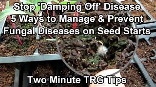 How  to Prevent & Manage 'Damping Off' and Other Fungal Diseases on Seed Starts: Two Minute TRG Tips