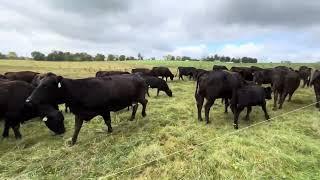 Grazing through a drought while maintaining stocking rates