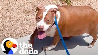 120 Pound Pitbull Undergoes Incredible Transformation | The Dodo