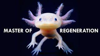 Axolotls are Masters of Regeneration