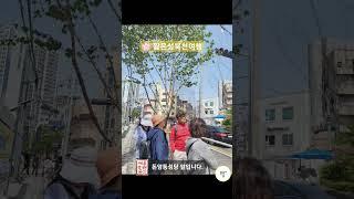 성북여행| 성북천변 도보해설 봄여행| 성북50+센터커뮤니티'우플'